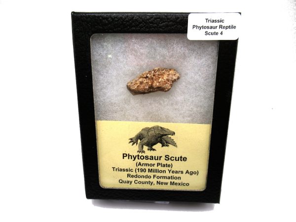 Genuine Triassic Age Phytosaur Reptile Scute From New Mexico for Sale #4