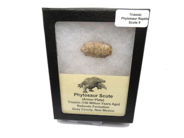 Genuine Triassic Age Phytosaur Reptile Scute From New Mexico for Sale #9