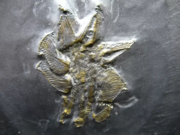 Genuine Devonian Age Devonian Crinoid Fossil for Sale from Germany #12a