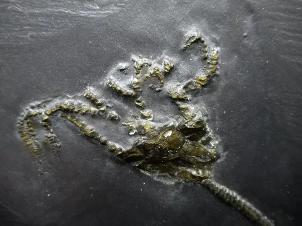 Genuine Devonian Age Devonian Crinoid Fossil for Sale from Germany #16b