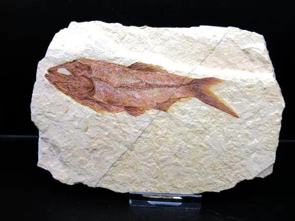 Genunie Cretaceous Age Lebanon Fish Fossil for Sale #46