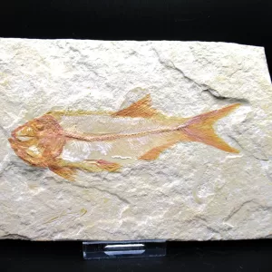 Genunie Cretaceous Age Lebanon Fish Fossil for Sale #51