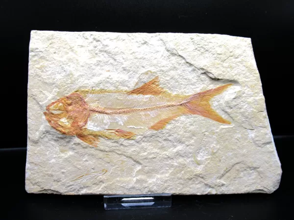 Genunie Cretaceous Age Lebanon Fish Fossil for Sale #51