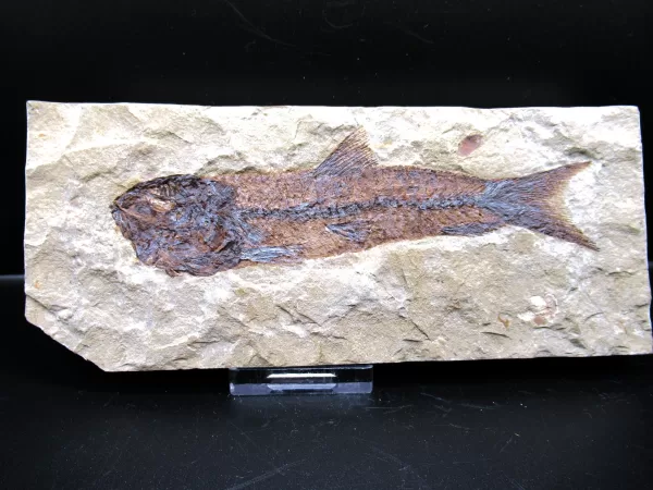 Genunie Cretaceous Age Lebanon Fish Fossil for Sale #52