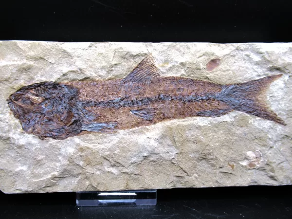 Genunie Cretaceous Age Lebanon Fish Fossil for Sale #52a