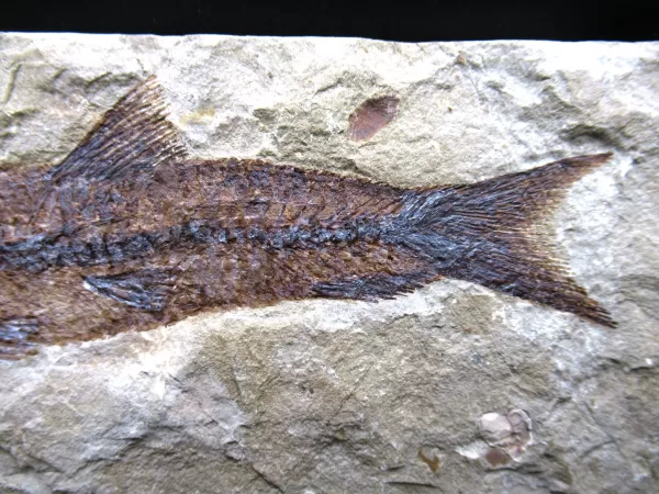 Genunie Cretaceous Age Lebanon Fish Fossil for Sale #52c