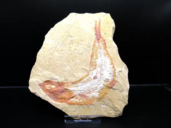 Genunie Cretaceous Age Lebanon Fish Fossil for Sale #54