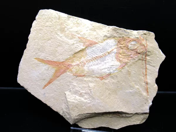 Genunie Cretaceous Age Lebanon Fish Fossil for Sale #56