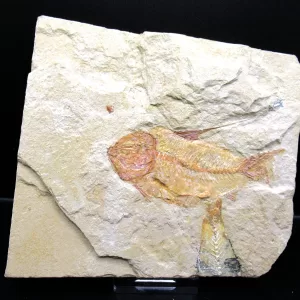 Genunie Cretaceous Age Lebanon Fish Fossil for Sale #58