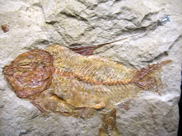 Genunie Cretaceous Age Lebanon Fish Fossil for Sale #58a