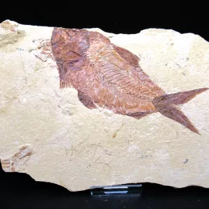 Genunie Cretaceous Age Lebanon Fish Fossil for Sale #62