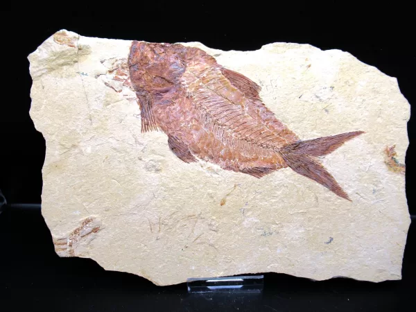 Genunie Cretaceous Age Lebanon Fish Fossil for Sale #62