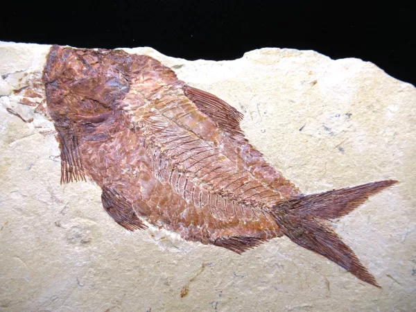 Genunie Cretaceous Age Lebanon Fish Fossil for Sale #62a