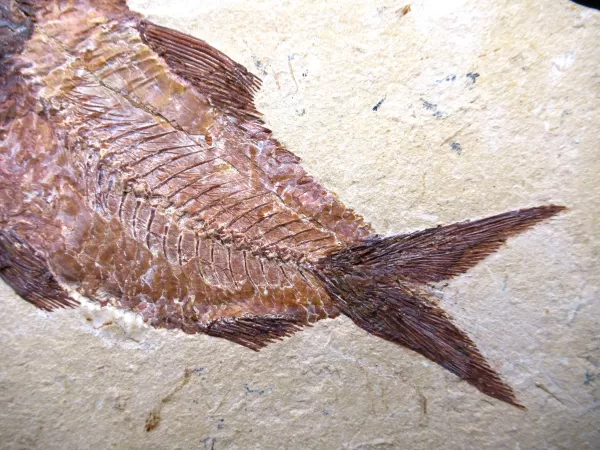 Genunie Cretaceous Age Lebanon Fish Fossil for Sale #62c