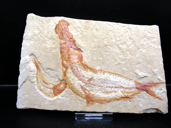 Genunie Cretaceous Age Lebanon Fish Fossil for Sale #67