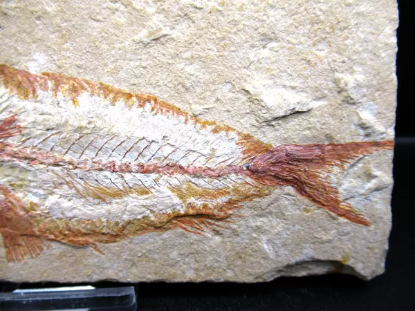 Genunie Cretaceous Age Lebanon Fish Fossil for Sale #67d