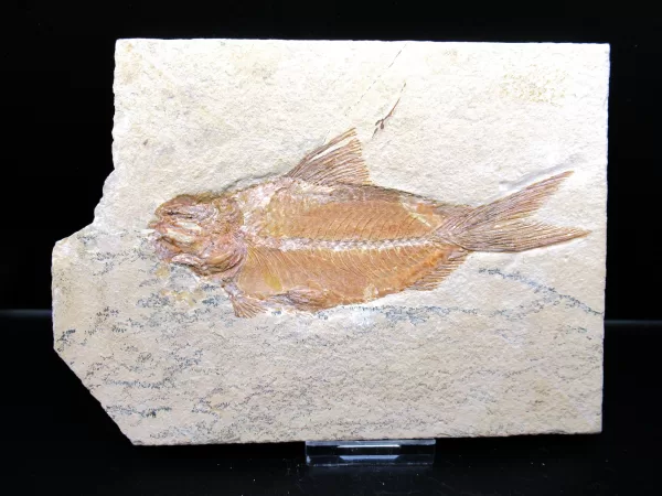 Genunie Cretaceous Age Lebanon Fish Fossil for Sale #70