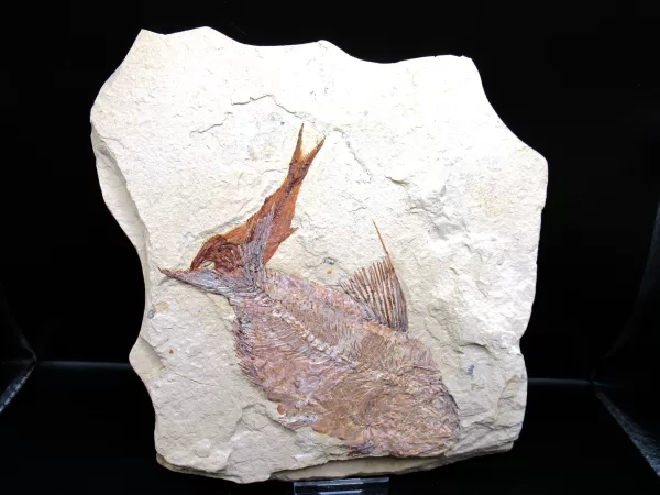 Genunie Cretaceous Age Lebanon Fish Fossil for Sale #73