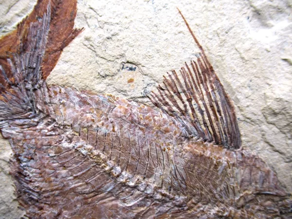 Genunie Cretaceous Age Lebanon Fish Fossil for Sale #73b