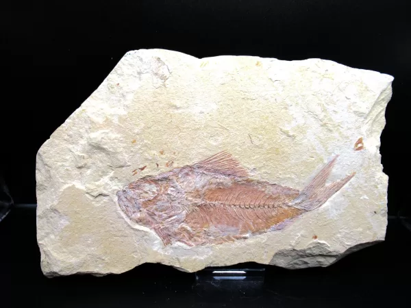 Genunie Cretaceous Age Lebanon Fish Fossil for Sale #74