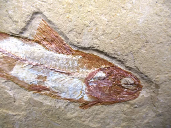 Genunie Cretaceous Age Lebanon Fish Fossil for Sale #77c