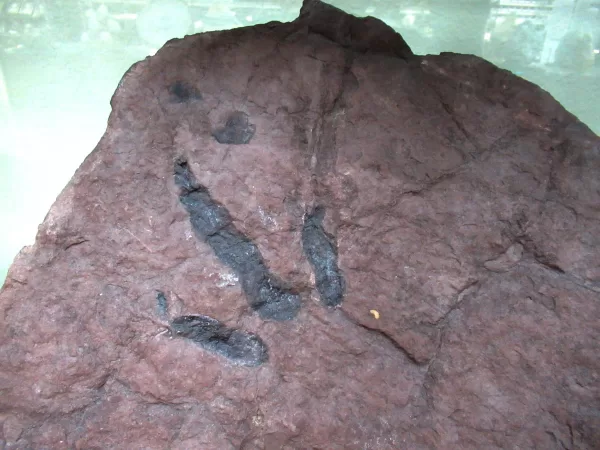 Genuine Upper Triassic ~ Lower Jurassic Age Grallator Dinosaur Track Fossil for Sale from New Jersey #2a