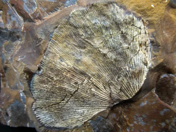 Genuine Paleocene Age Ginko Leaf Fossil for Sale from North Dakota #47a