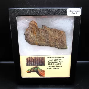 Genuine Cretaceous Age Edmontosaurus Dinosaur Jaw Section Fossil for Sale #6