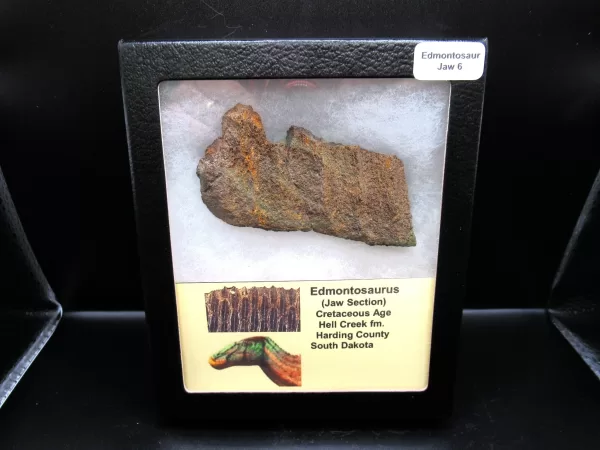 Genuine Cretaceous Age Edmontosaurus Dinosaur Jaw Section Fossil for Sale #6