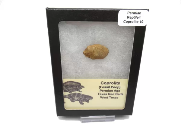 Genuine Permian Age Reptile Coprolite Fossil for Sale from Texas #10b