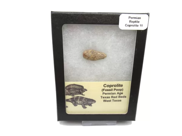 Genuine Permian Age Reptile Coprolite Fossil for Sale from Texas #11b