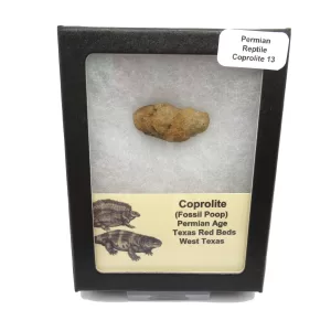 Genuine Permian Age Reptile Coprolite Fossil for Sale from Texas #13b