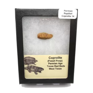 Genuine Permian Age Reptile Coprolite Fossil for Sale from Texas #14b