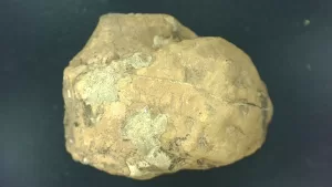 Genuine Permian Age Reptile Coprolite Fossil for Sale from Texas #2