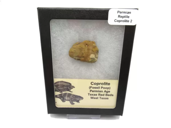 Genuine Permian Age Reptile Coprolite Fossil for Sale from Texas #2b