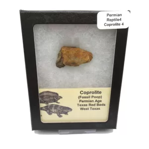 Genuine Permian Age Reptile Coprolite Fossil for Sale from Texas #4b