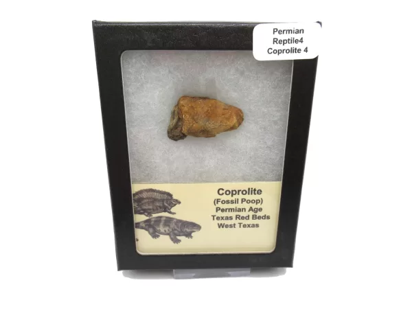 Genuine Permian Age Reptile Coprolite Fossil for Sale from Texas #4b