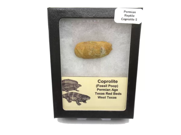 Genuine Permian Age Reptile Coprolite Fossil for Sale from Texas #5b