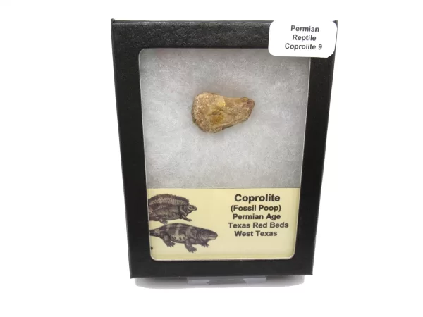 Genuine Permian Age Reptile Coprolite Fossil for Sale from Texas #9b