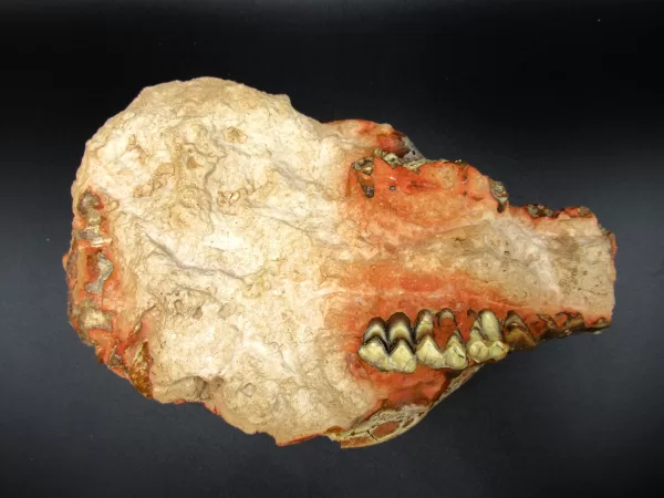 Genuine Oligocene Age Oreodont Skull Fossil for Sale from Wyoming #14a