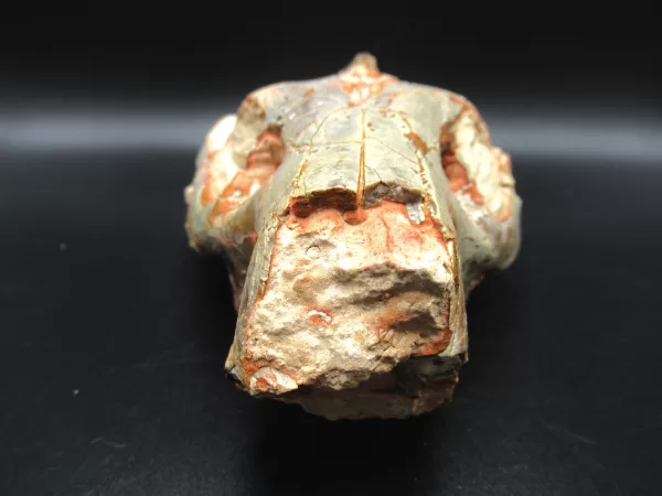 Genuine Oligocene Age Oreodont Skull Fossil for Sale from Wyoming #14b