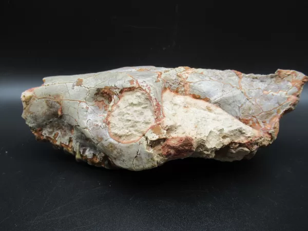 Genuine Oligocene Age Oreodont Skull Fossil for Sale from Wyoming #14d