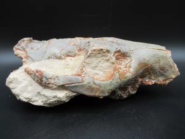 Genuine Oligocene Age Oreodont Skull Fossil for Sale from Wyoming #14e