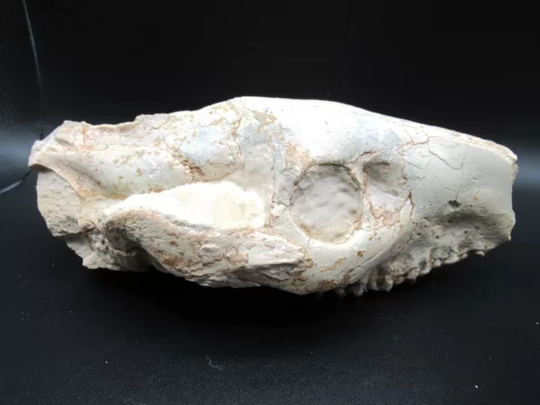 Genuine Oligocene Age Oreodont Skull Fossil for Sale from Wyoming #16b