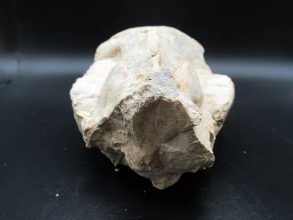 Genuine Oligocene Age Oreodont Skull Fossil for Sale from Wyoming #16c