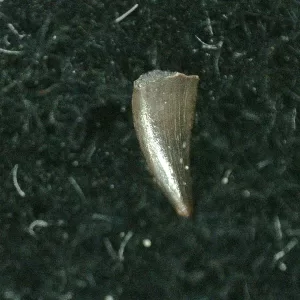 Genuine Triassic Age Coelophysis Dinosaur Tooth Fossil for Sale #36