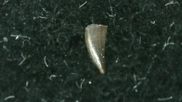 Genuine Triassic Age Coelophysis Dinosaur Tooth Fossil for Sale #36