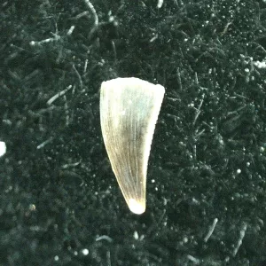 Genuine Triassic Age Coelophysis Dinosaur Tooth Fossil for Sale #37