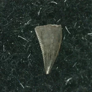 Genuine Triassic Age Coelophysis Dinosaur Tooth Fossil for Sale #39