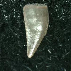 Genuine Triassic Age Coelophysis Dinosaur Tooth Fossil for Sale #55